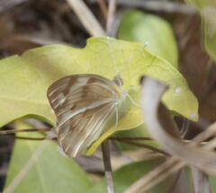 Belenois gidica abyssinica