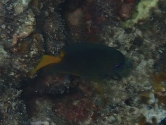 Ctenochaetus binotatus