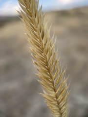 Agropyron cristatum