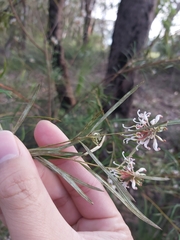Grevillea linearifolia