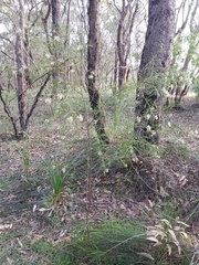 Grevillea linearifolia