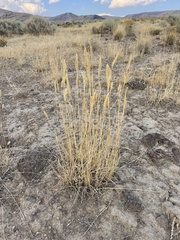 Agropyron cristatum