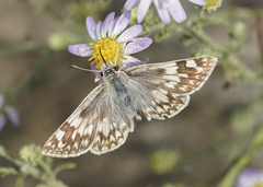 Heliopetes ericetorum