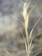 Pseudoroegneria spicata