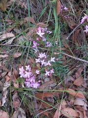 Boronia pinnata