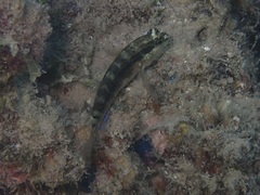 Asterropteryx semipunctata