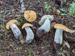 Boletus chippewaensis