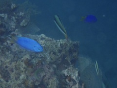 Thalassoma amblycephalus