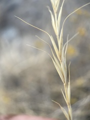 Pseudoroegneria spicata