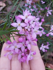 Boronia pinnata