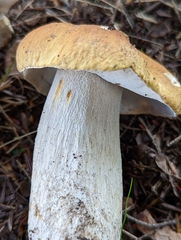 Boletus chippewaensis