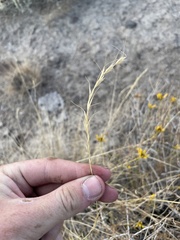 Pseudoroegneria spicata