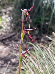 Lyperanthus suaveolens