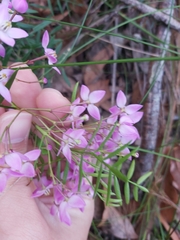 Boronia pinnata