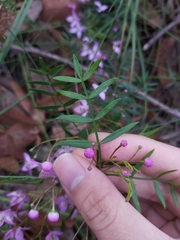 Boronia pinnata