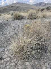 Pseudoroegneria spicata