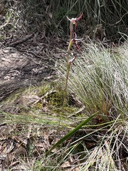 Lyperanthus suaveolens