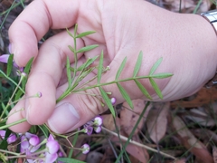 Boronia pinnata