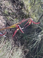 Lyperanthus suaveolens