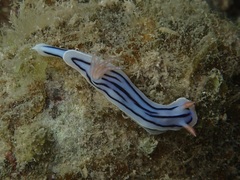 Chromodoris lochi