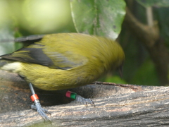 Anthornis melanura