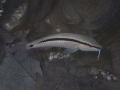 Parupeneus barberinus