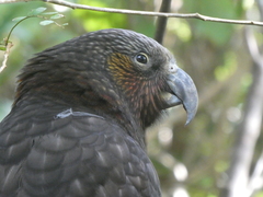 Nestor meridionalis septentrionalis