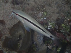 Parupeneus barberinus