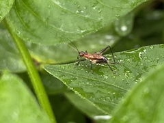 Homoeoxipha lycoides