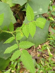 Rubus croceacanthus