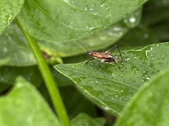 Homoeoxipha lycoides