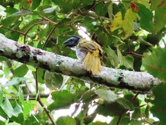 Saltator atriceps