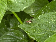 Homoeoxipha lycoides