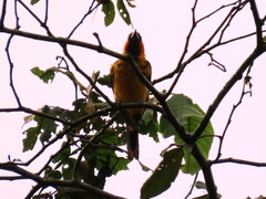 Icterus pectoralis
