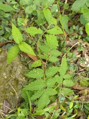 Rubus croceacanthus