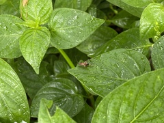 Homoeoxipha lycoides