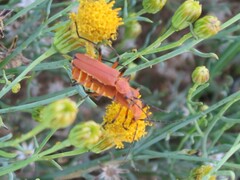 Chauliognathus discus discus