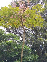 Aralia decaisneana