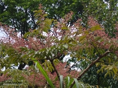 Aralia decaisneana