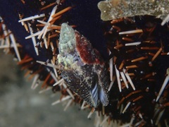 Buccinoidea