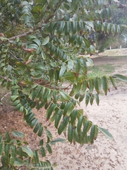 Ailanthus altissima
