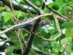 Patagioenas flavirostris