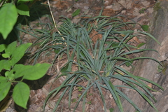 Carex laxiculmis