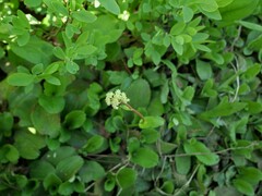 Leptarrhena pyrolifolia