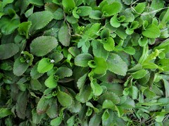 Leptarrhena pyrolifolia