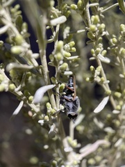 Therevidae