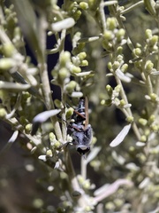 Therevidae