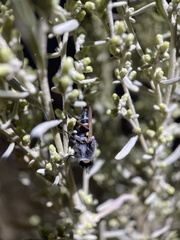 Therevidae