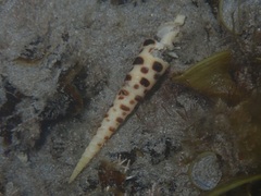 Terebra subulata