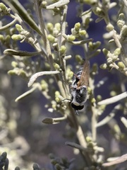 Therevidae
